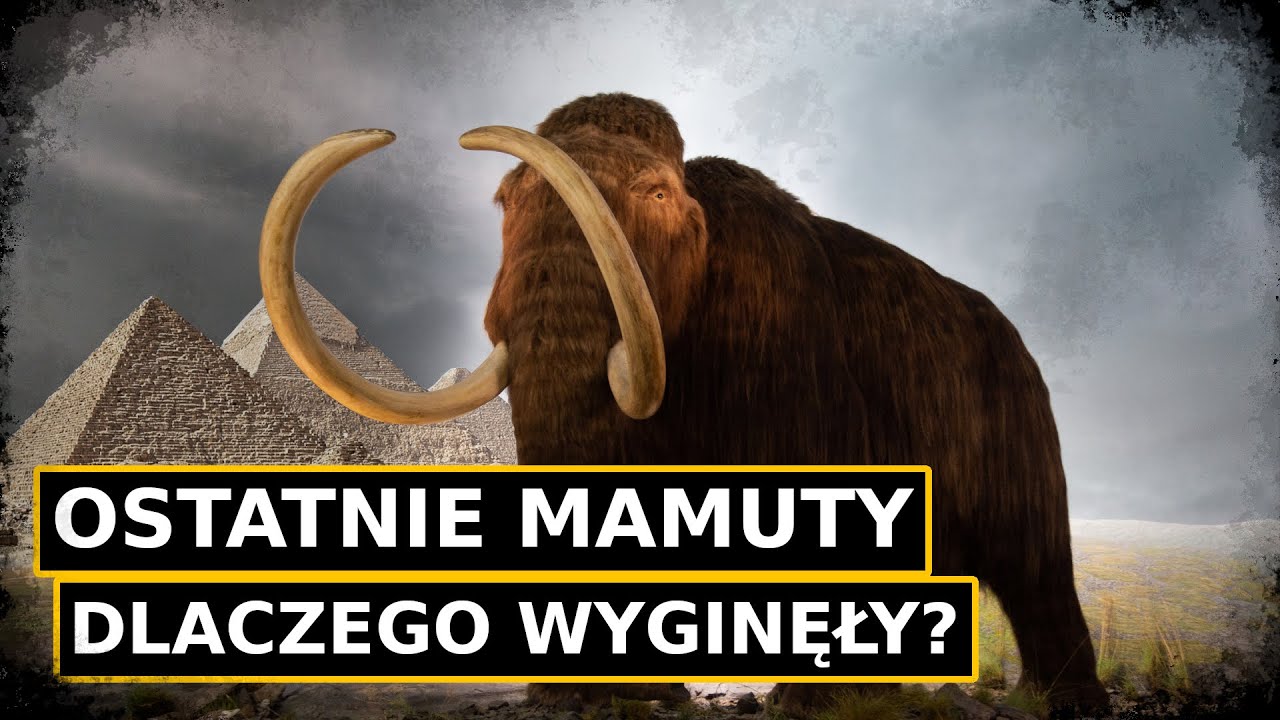 Mamuty z wyspy Wrangla - ostatnie mamuty, które żyły w czasach faraonów