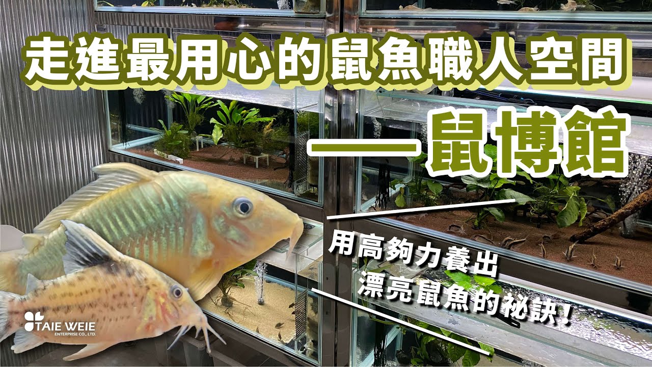 鼠博館實際分享愛用飼料高夠力——養出漂亮鼠魚的祕訣！