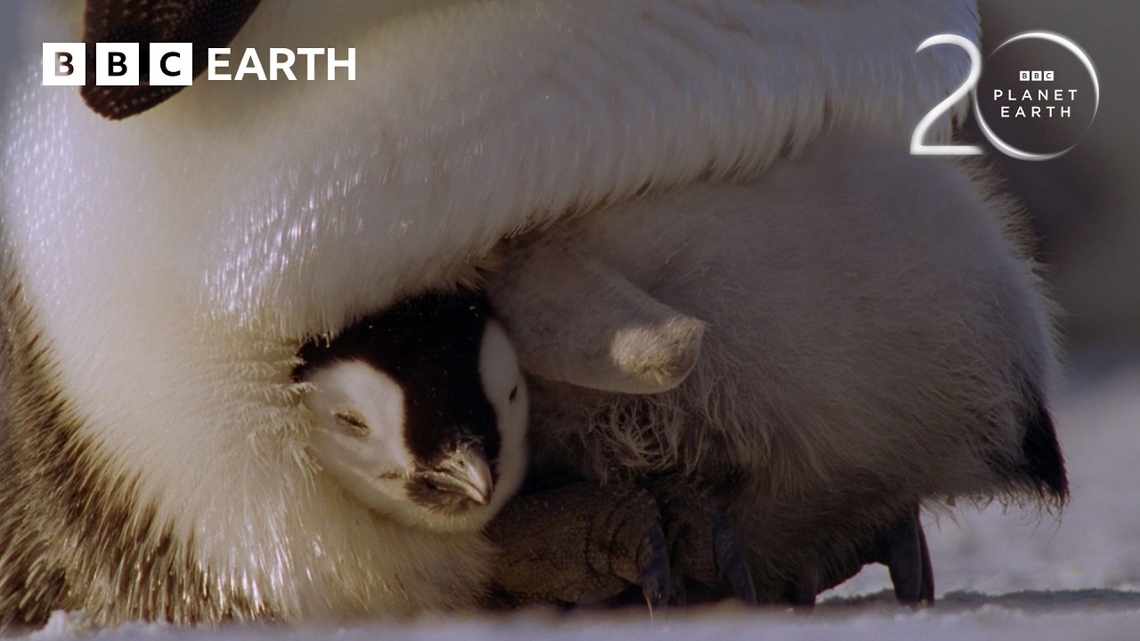 The Challenges of Raising Penguin Chicks | 20 Years of Planet Earth | BBC Earth