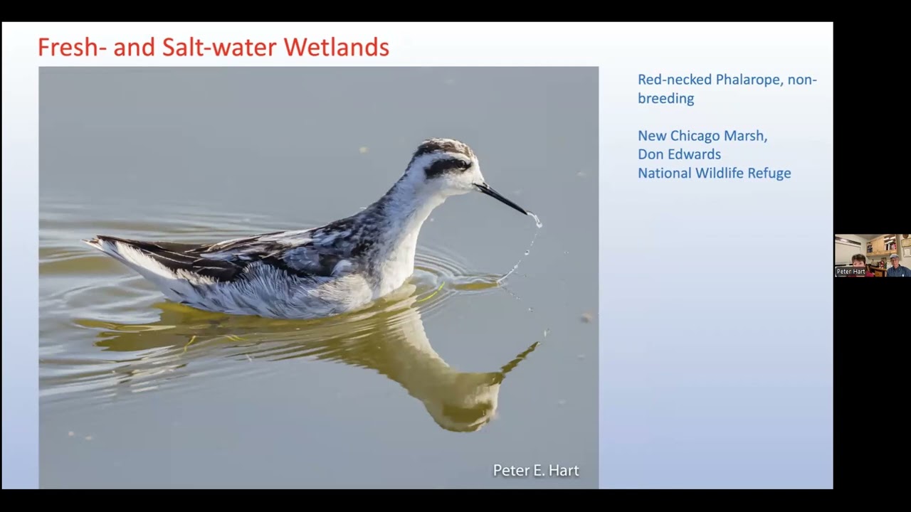 Avifauna of POST Protected Lands with Diane and Peter Hart