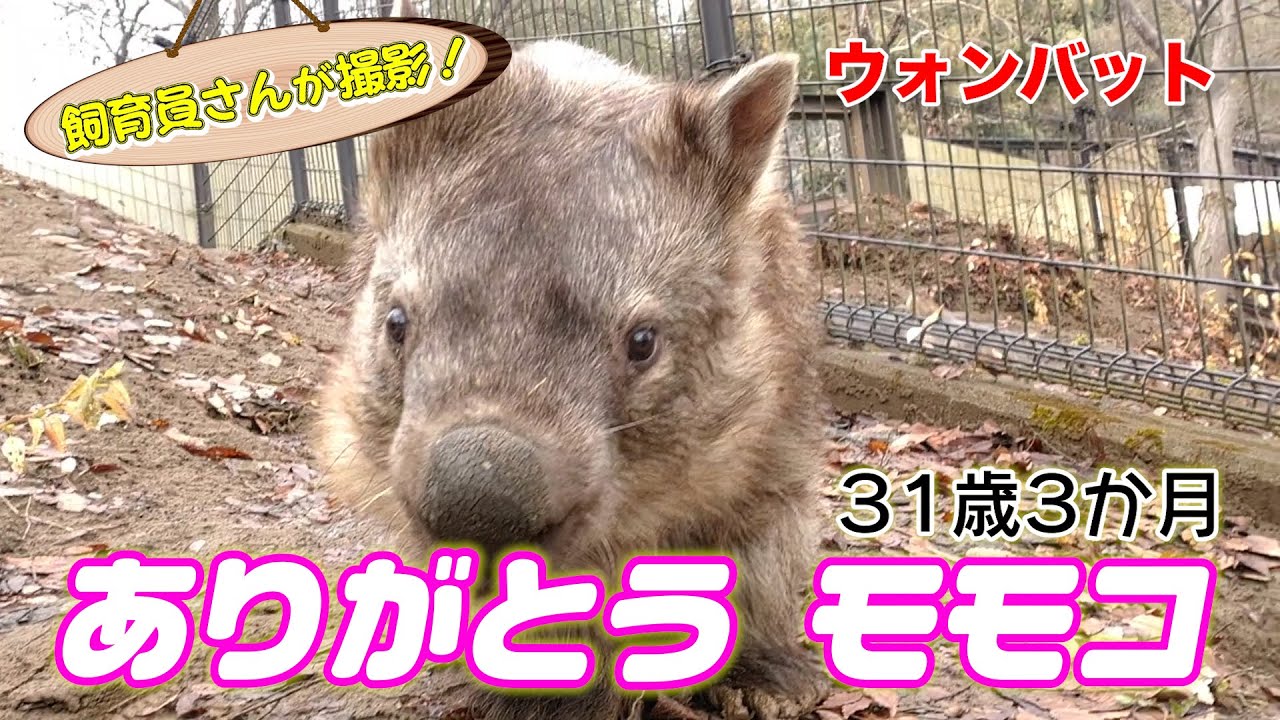 人間の年齢だと100歳の大往生･･･！人気者ウォンバットのモモコ、旅立つ･･･（Wombat）