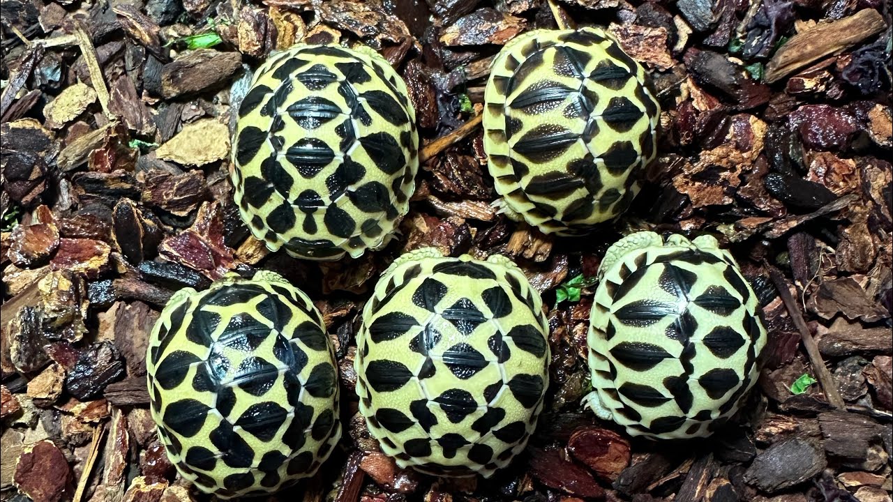 New Sri Lankan Star Tortoise! Feeding, Soaking, and More with the Reptiles! Updates + New Merch!