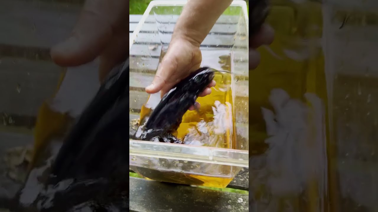 Malen i Osbysj&ouml;n