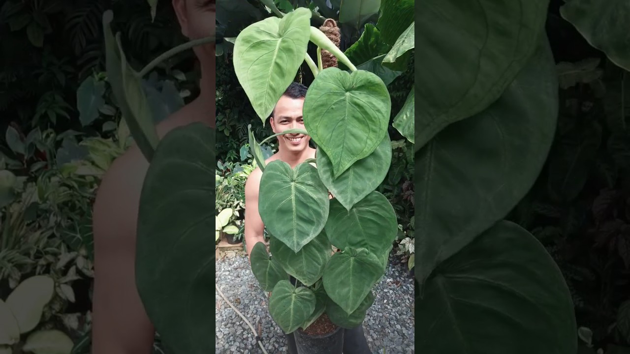 Look at this lovely!!! #urbanjungle #syngoniumfrostedheart  #tropicalgarden #pinoyplantito