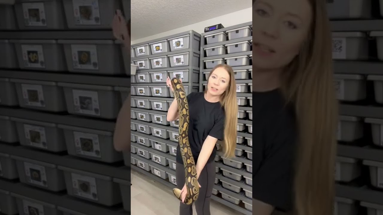 Over 9lb Ball Python!