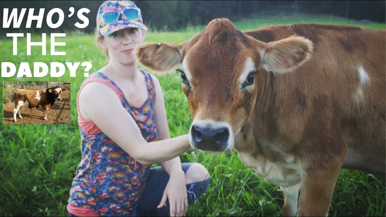 How To Choose a Bull for Breeding My Family Cow To