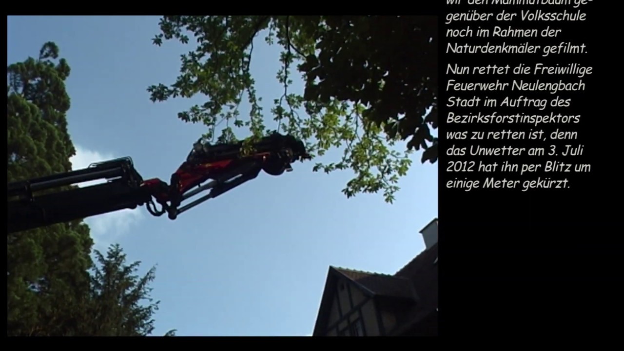 2012-07-04 nach Blitz im Naturdenkmal: Baumschneiden (2012 - das Jahr in dem die Welt unter geht...)