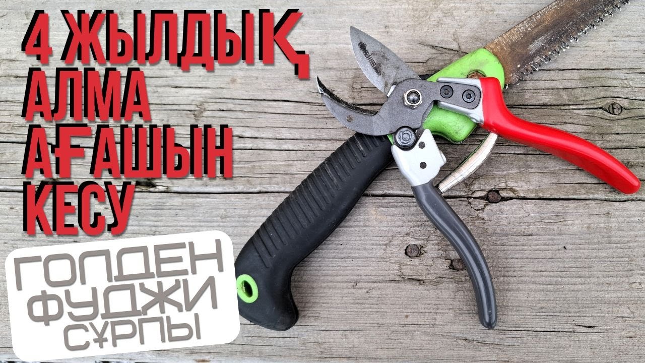 ТӨРТ ЖЫЛДЫҚ АЛМАНЫ КЕСУ, қыс/көктем мезгілінде. жеміс ағашын кесу, қырқу. | Обрезка яблони |