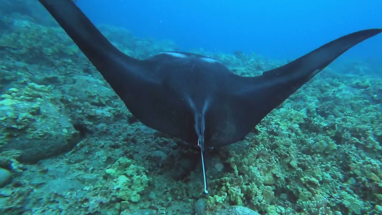 April 2023 Hawaii manta ray dive with Kona Diving Company
