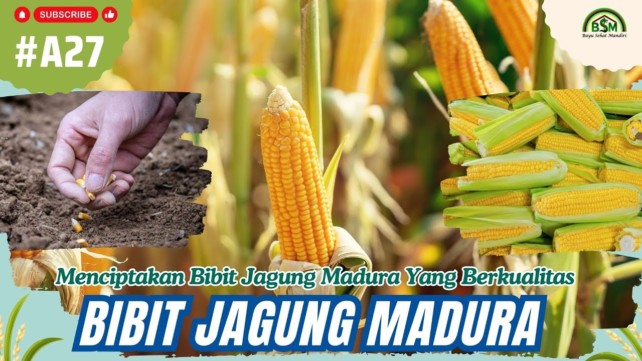 Menciptakan Bibit Jagung Madura Yang Berkualitas