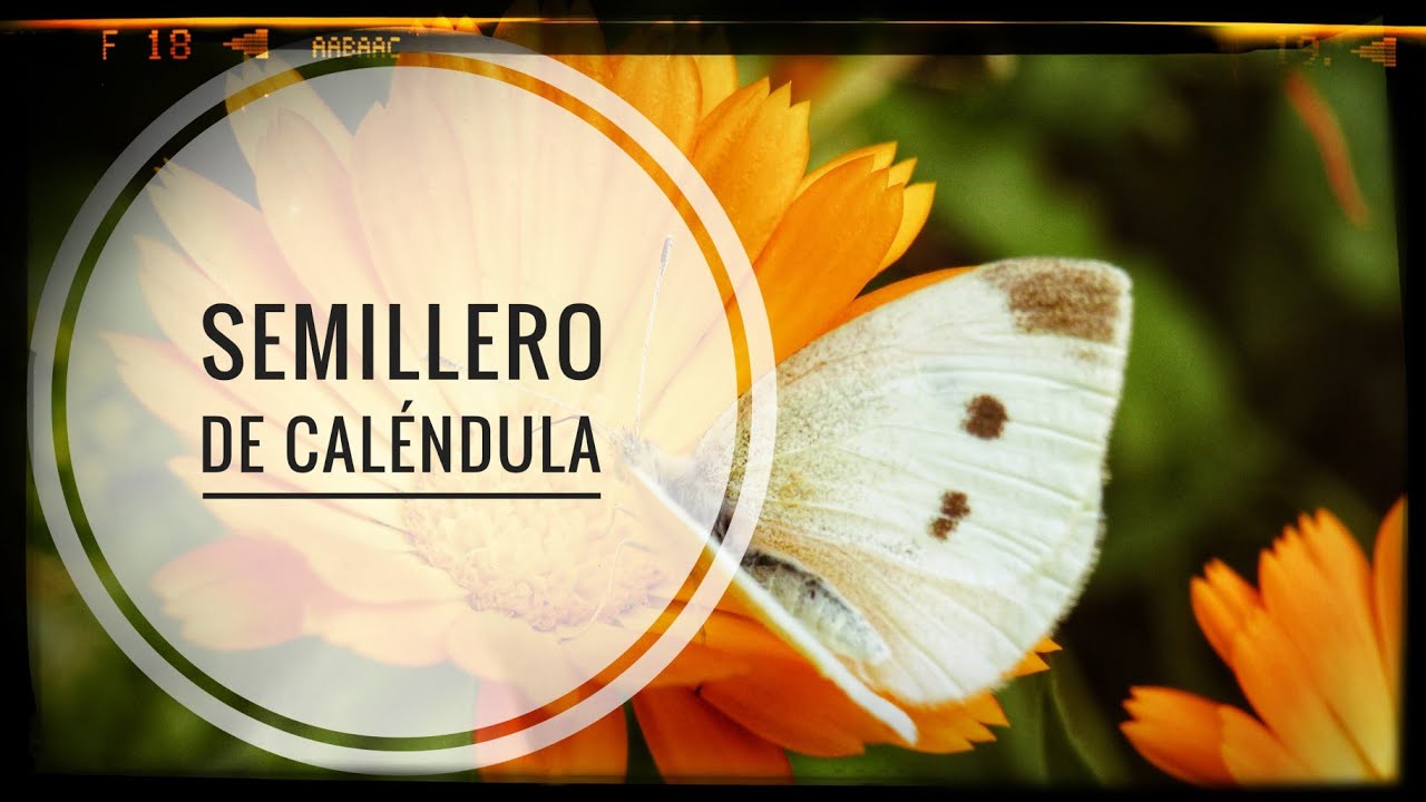 🌱 Como hacer un semillero de CALÉNDULA || 🌻 planta muy interesante para nuestra HUERTA ECOLÓGICA 💪🏻