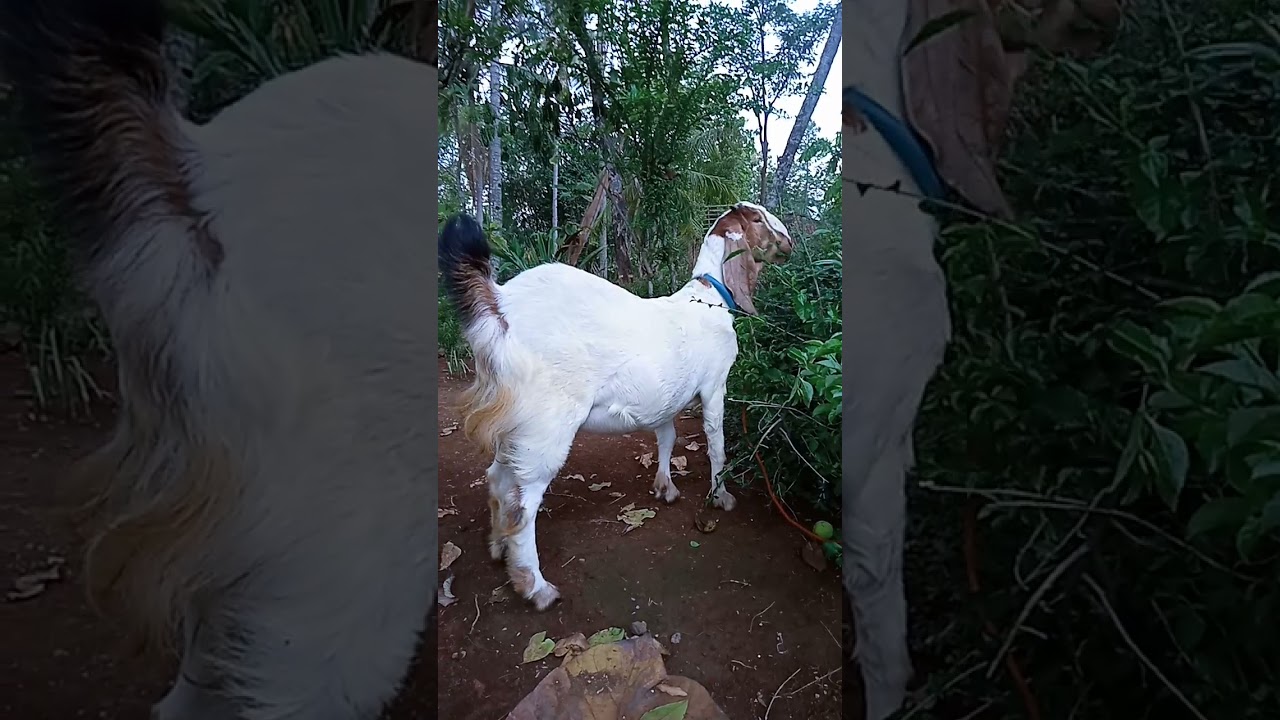 kambing betina jawa randu & bligon