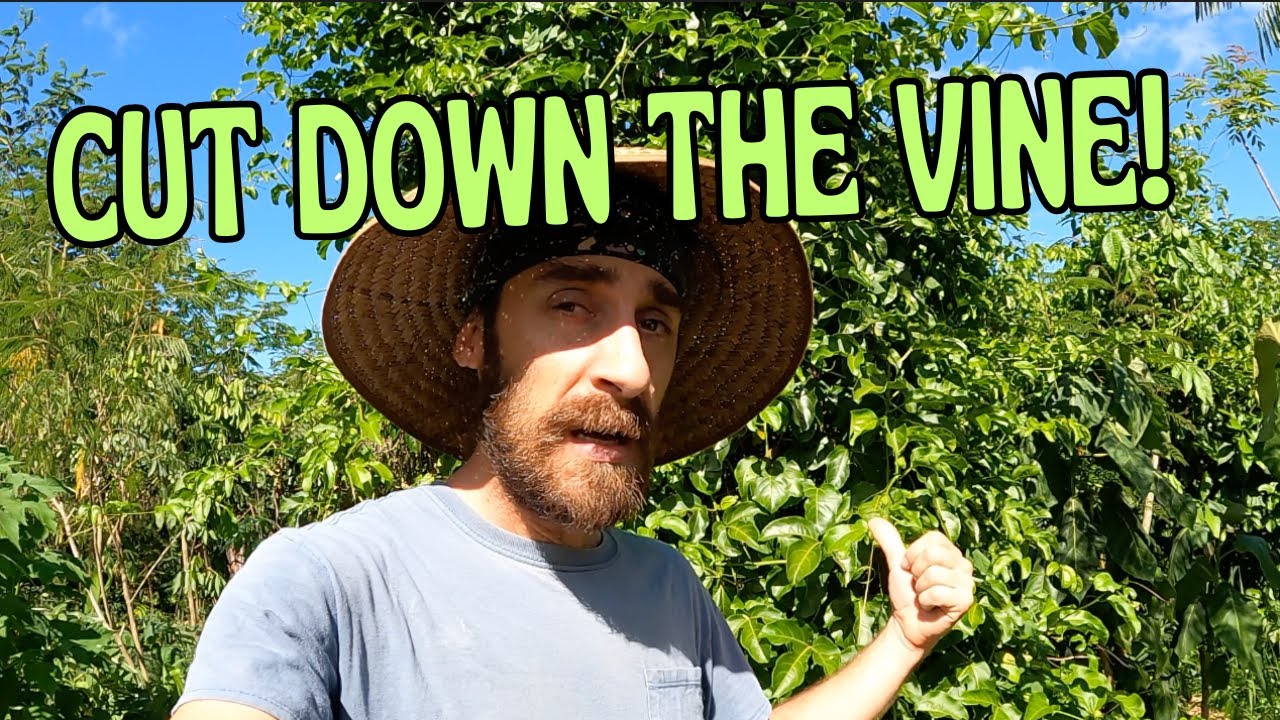 Cut down the vine!