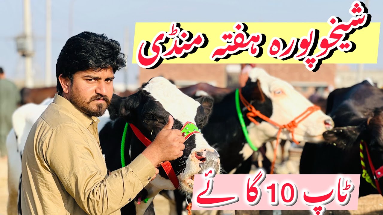 ہفتہ منڈی کی ٹاپ 10 گا ئے کا شوق کرے 