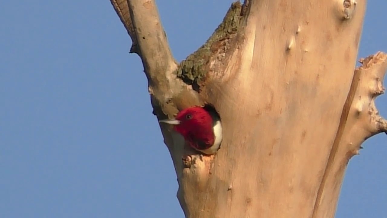 Red headed Woodpecker