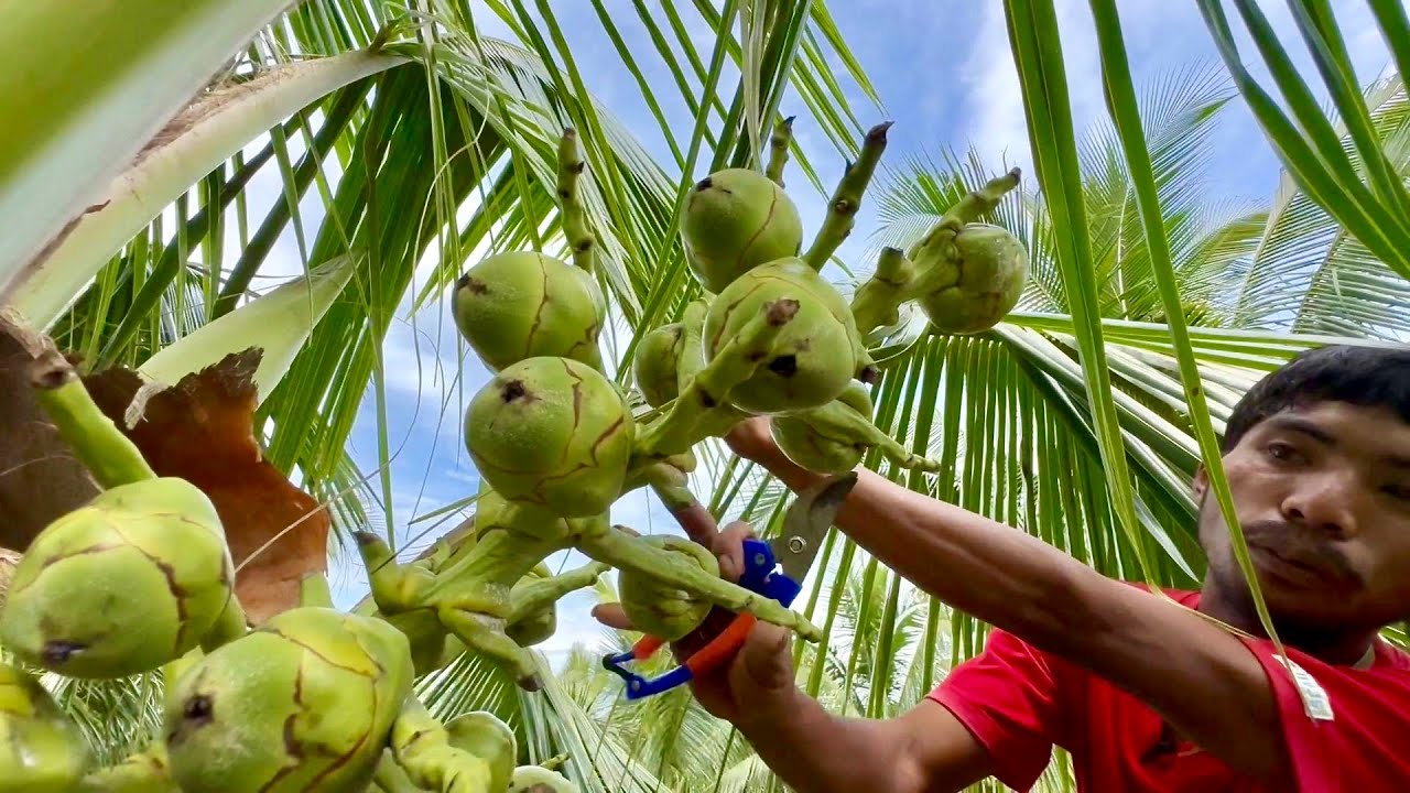 Coconut Farming in the Philippines: Hybrid Dwarf Coconut, Bakit napaka Dami Mamunga?