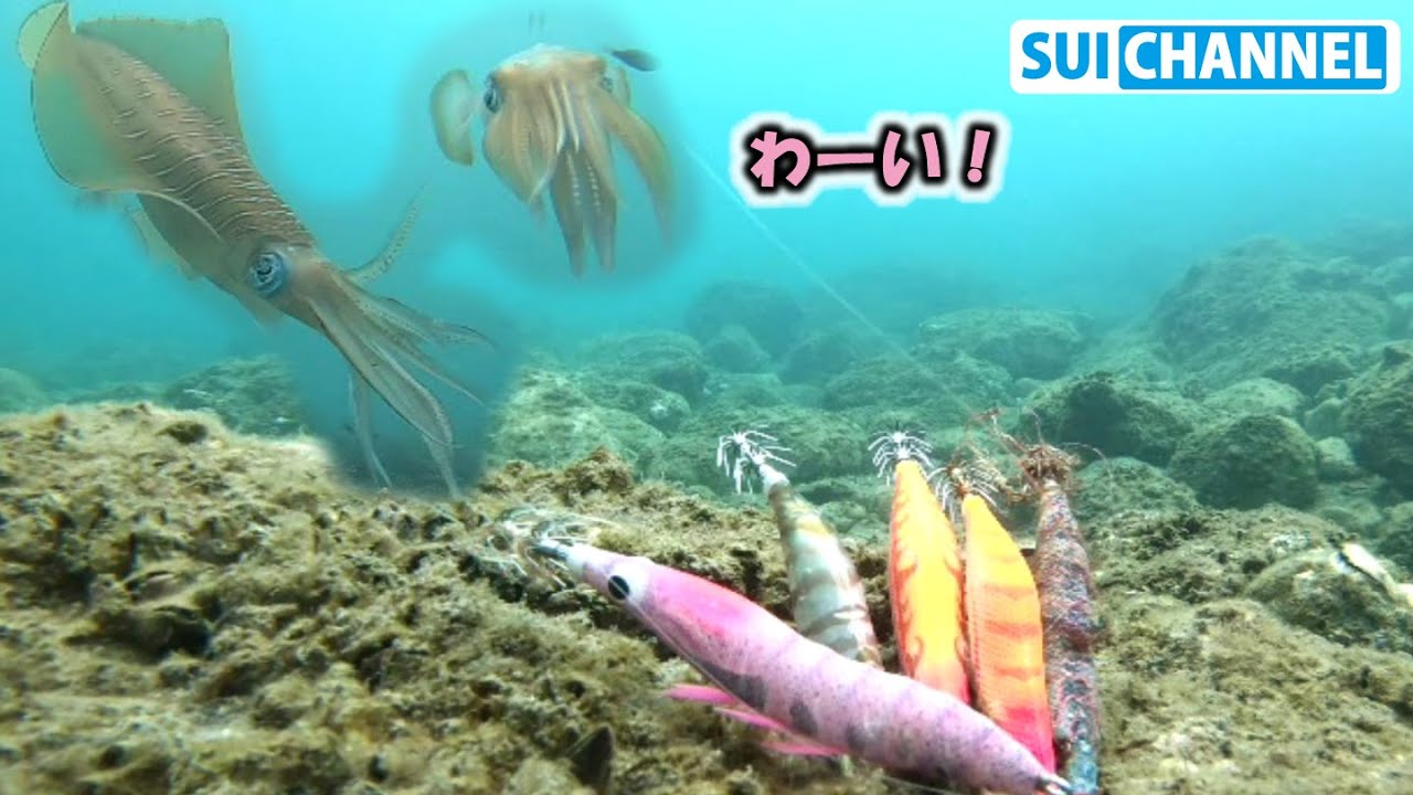 実りの秋、海中エギ拾いが楽しい季節になりました　Pick up a lot of lures for squid fishing