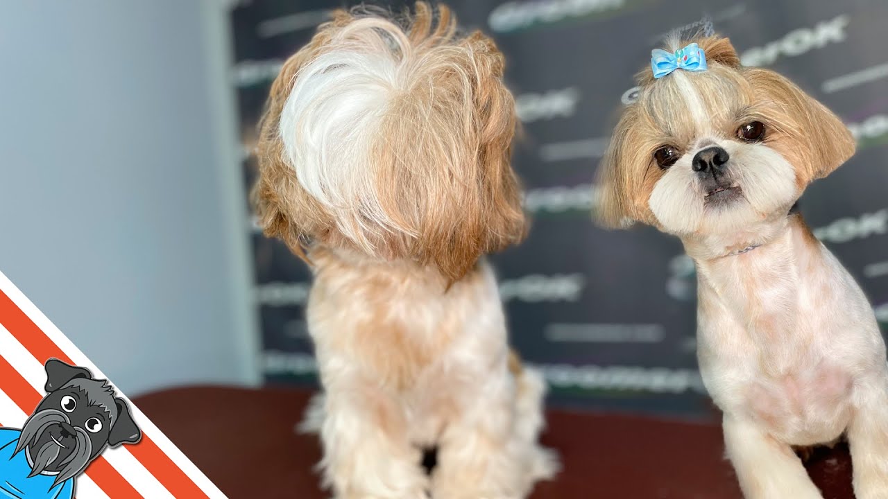 From Shaggy to Stunning | Tranquil Shih Tzu Grooming Transformation
