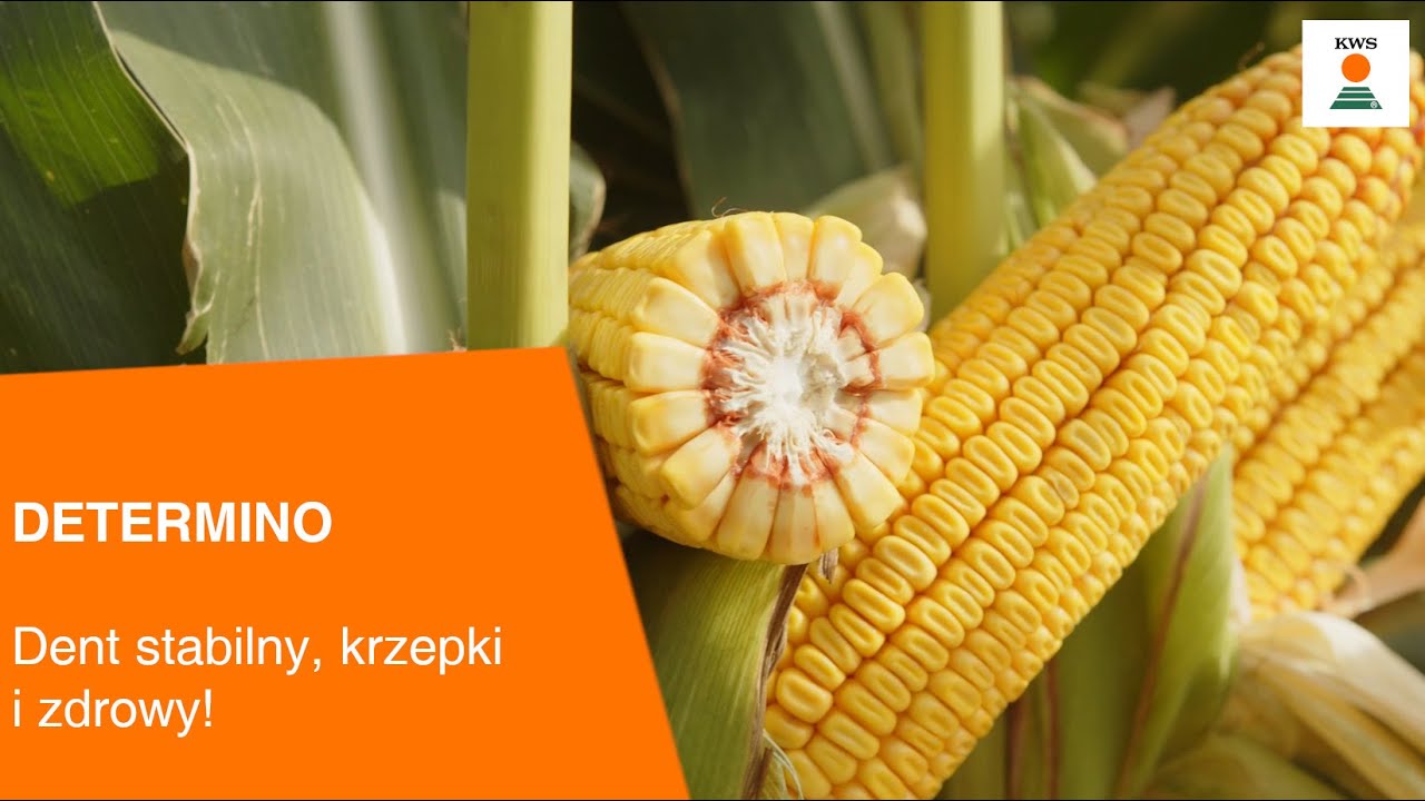 DETERMINO / Dent stabilny, krzepki i zdrowy