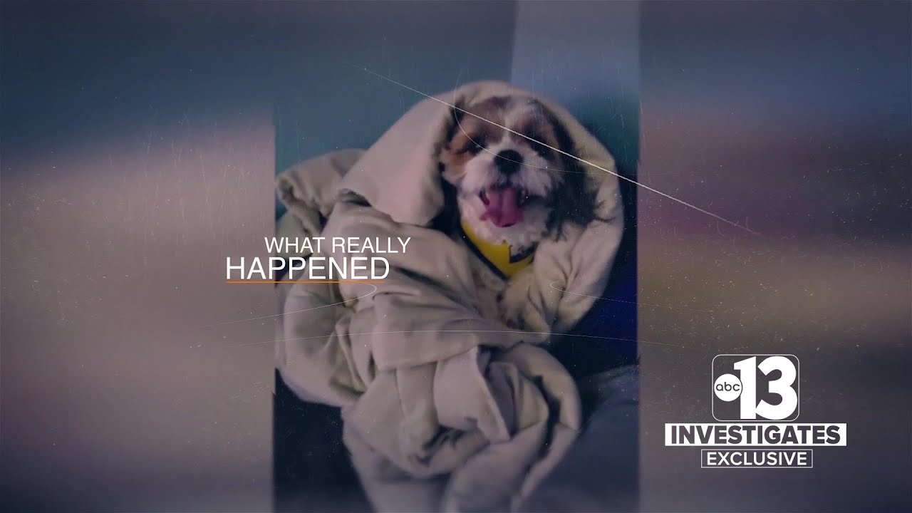 THE TRUTH ABOUT TEDDY: A dog sitter's confession