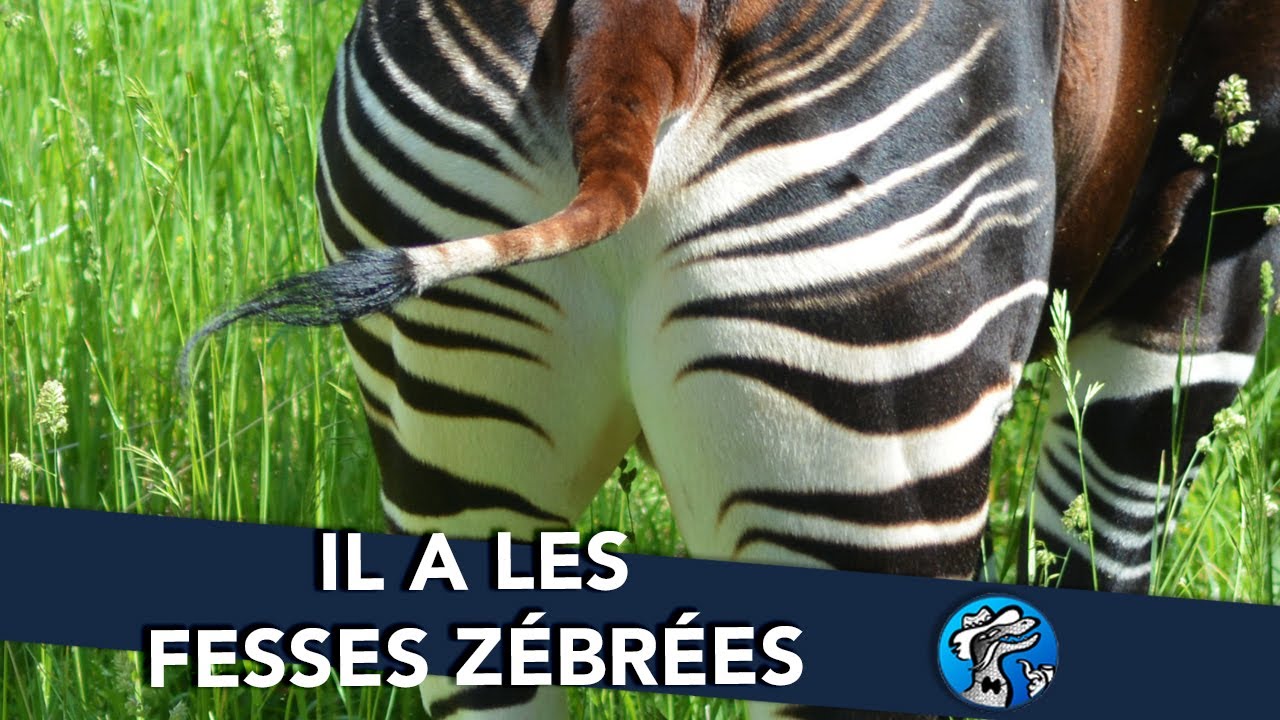 SECRETS SAUVAGES #2 - IL A LES FESSES ZÉBRÉES || L'OKAPI || - Goana