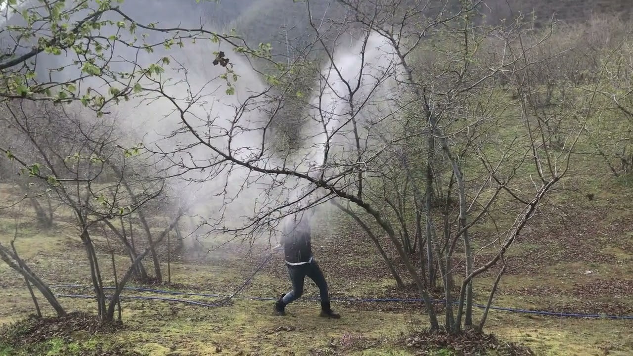 Fındık'ı ayazdan korumak için don ilacı uygulaması