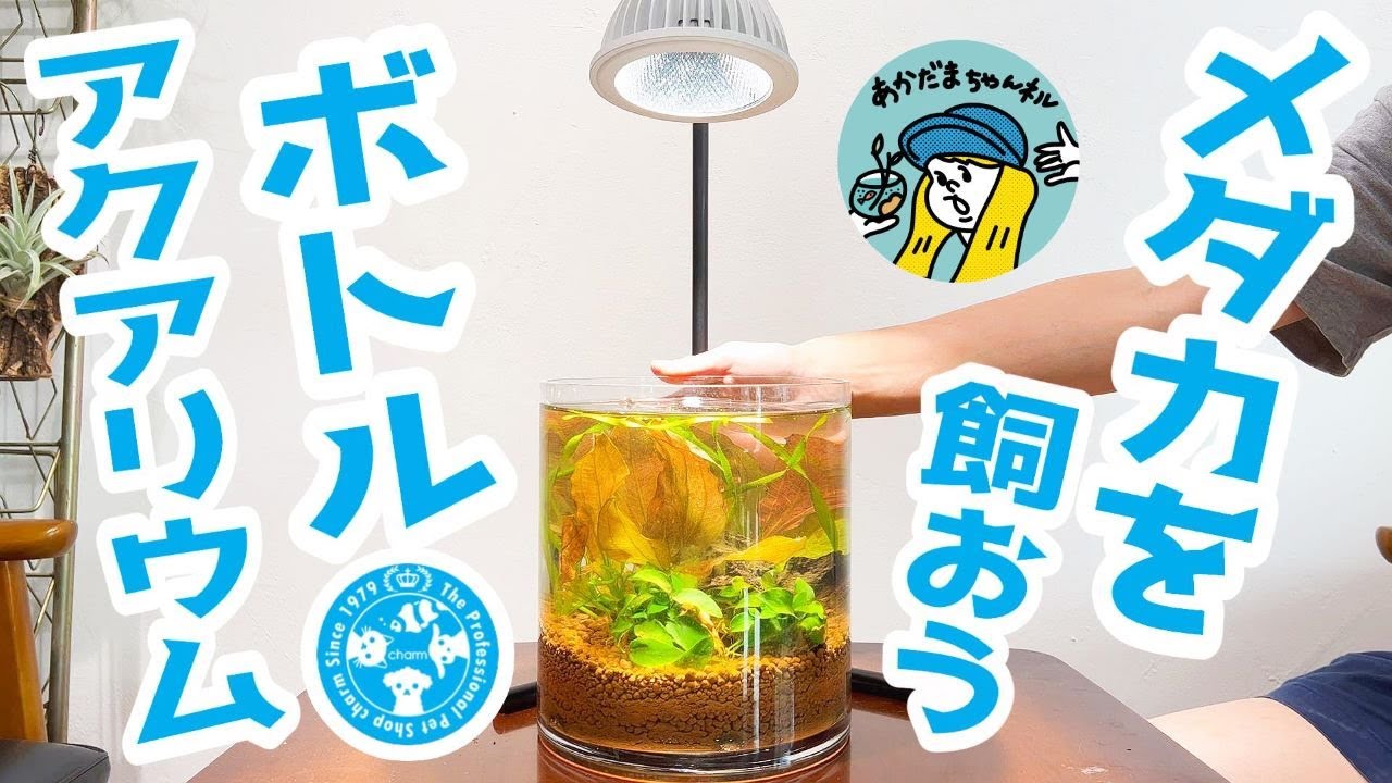 ボトルアクアリウムでメダカを飼おう(チャーム×あかだまちゃんコラボワークショップ開催！メダカが泳ぎ回るボトルアクア）