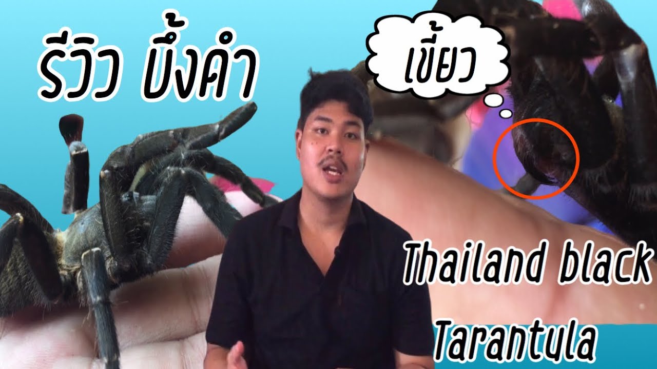 บึ้งดำ ( Thailand black tarantula )