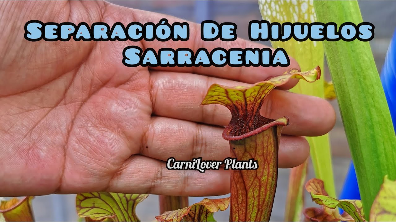 Tutorial: Separación de Hijuelos de Sarracenia - CarniLover Plants HUANCAYO