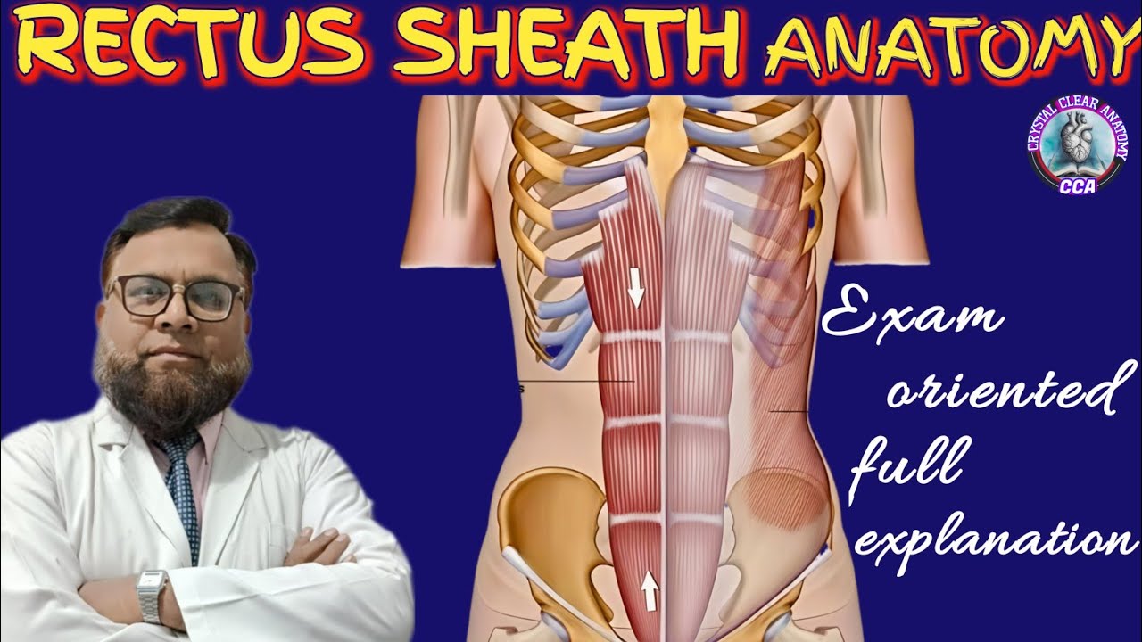 RECTUS SHEATH ANATOMY I formation,function & applied aspect of Rectus sheath 💥💥💥🔥🔥🔥