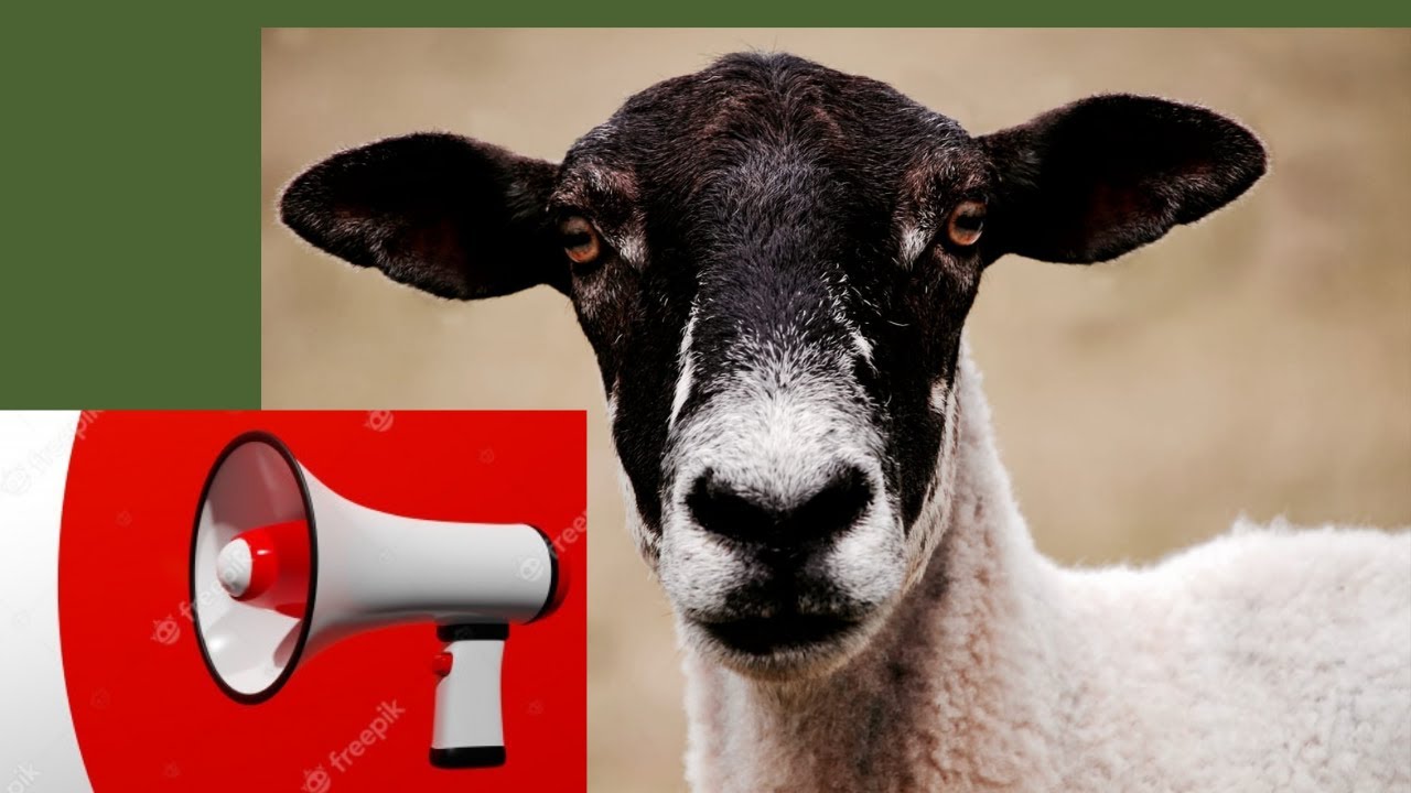 Som da Cabra - Cabra Berrando - Curiosidades Sobre Cabras baixar audio