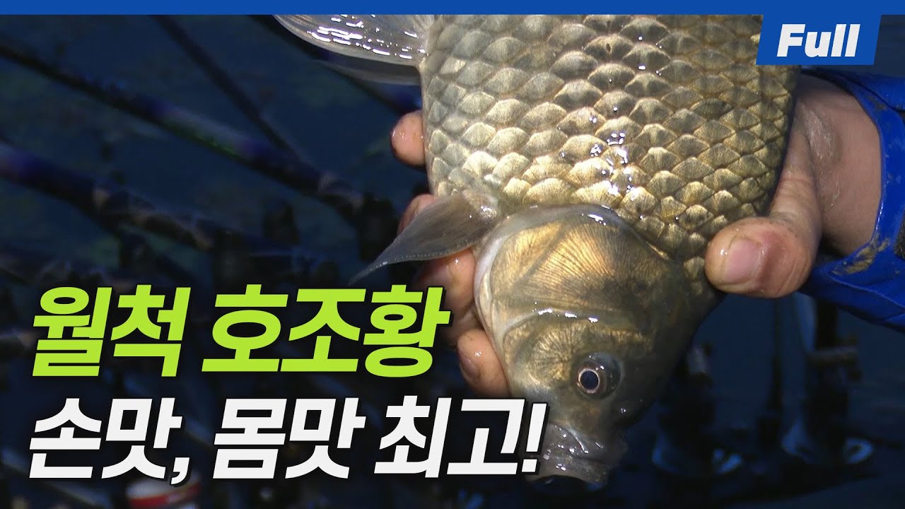 [Full] 말 그대로 떼조황!!! 마릿수 월척을 원 없이 느꼈다! [붕어낚시 월척특급/814회]
