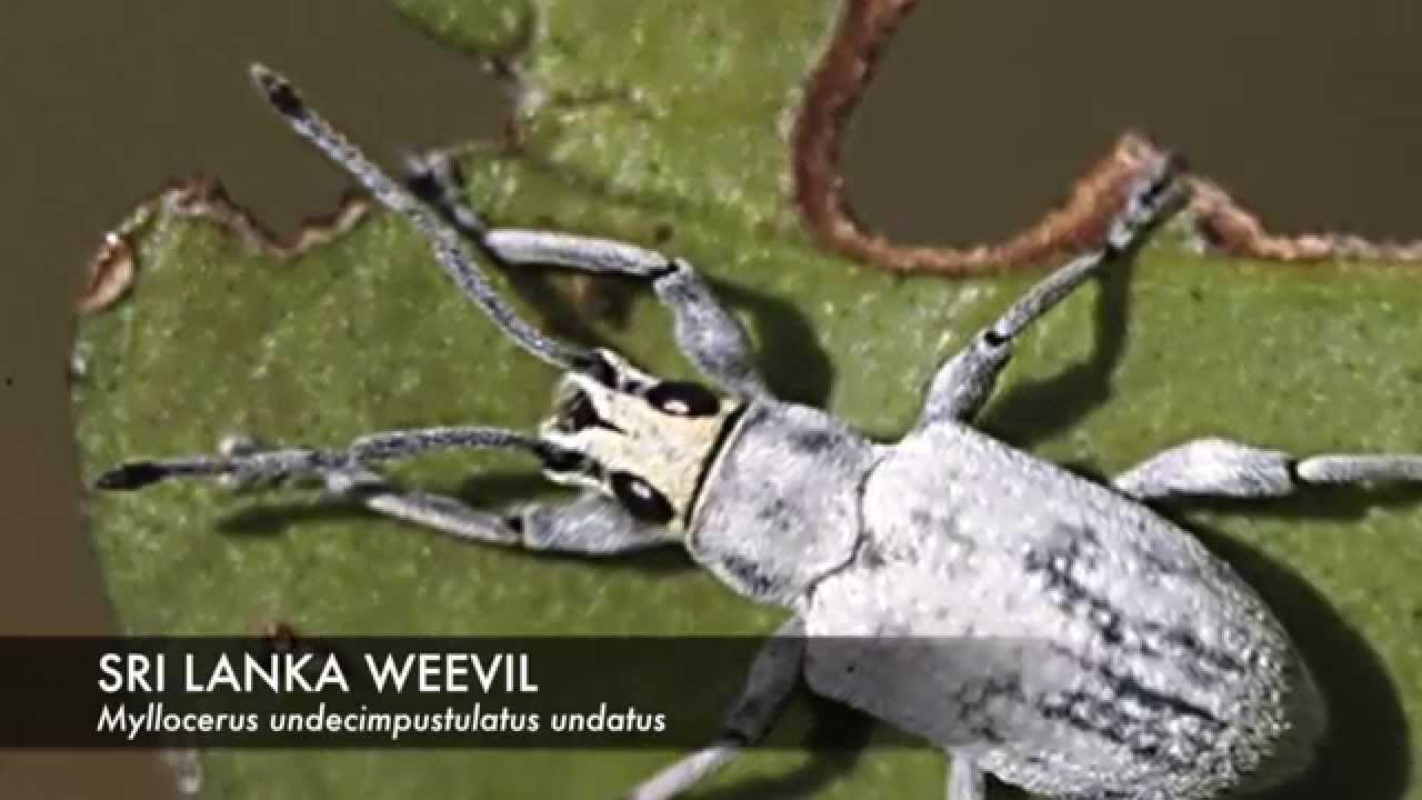 Sri Lanka Weevil Damage in Home Landscapes