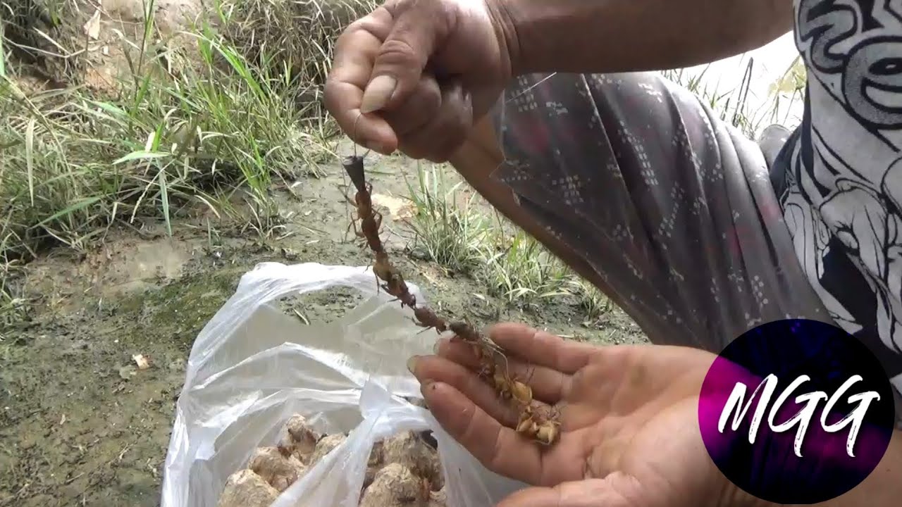 umpan gokil jangkrik renteng ! mancing di sungai