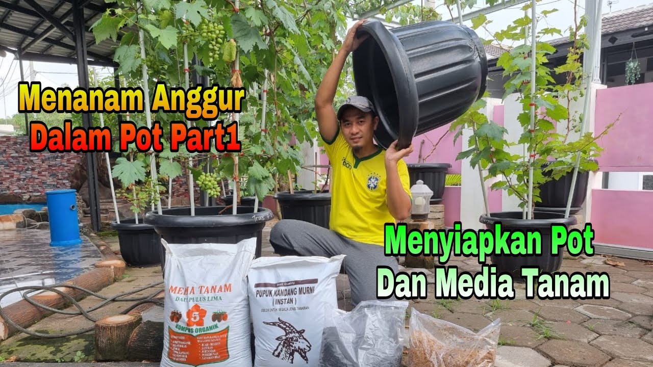 Tabulampot Anggur Part 1 ( Persiapan Pot Dan Media Tanam )
