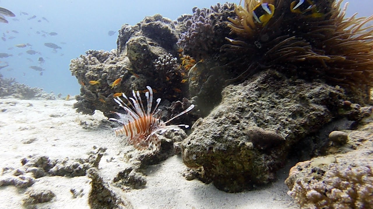 2023 Sharm El Shaikh and Dahab Trip Day 4