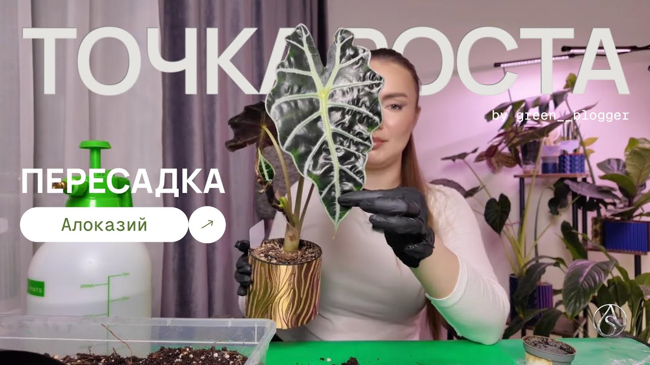 #11 #пересадка алоказий без ошибок! 💥