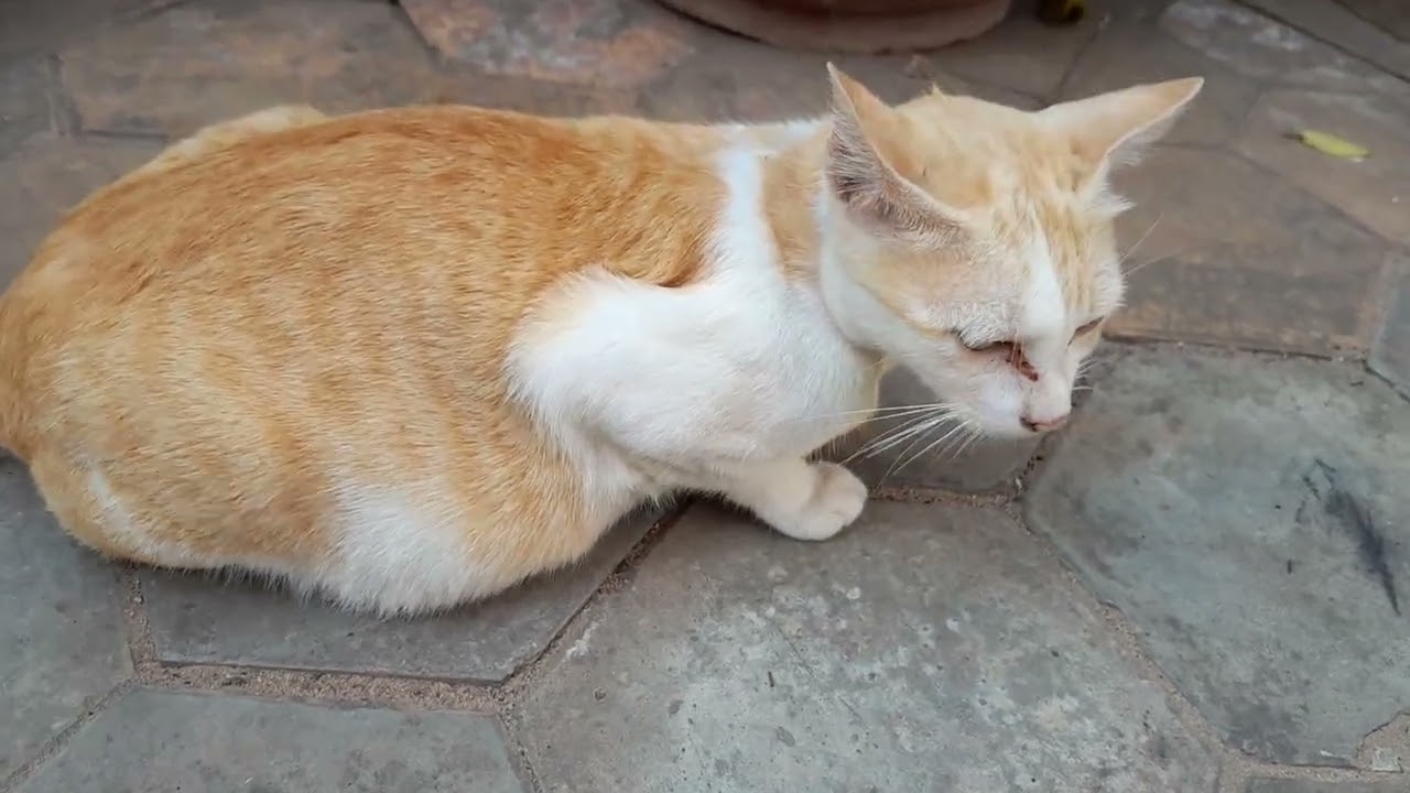 Nearly giving birth soon, a beautiful cat in the pagoda 