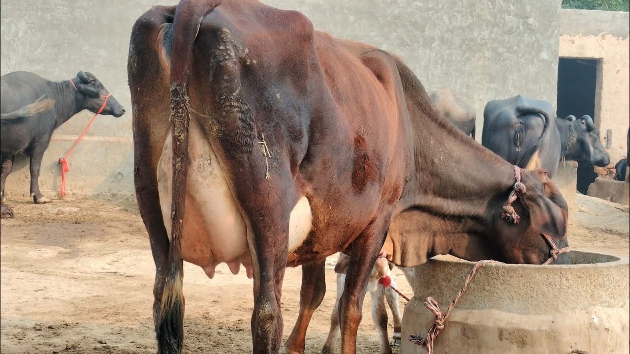 एक से बढ़कर एक जर्सी क्रॉस गाय 18 से 28 लीटर दूध निकाल कर खरीदे जायज भाव में।।