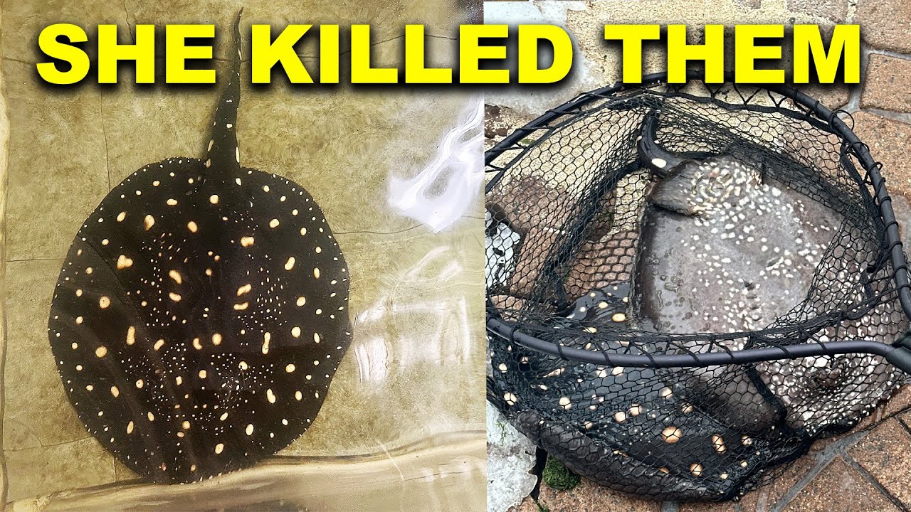 Самка ската напала на всех