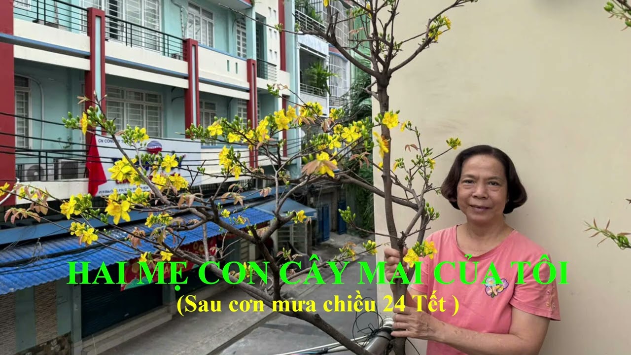 HAI MẸ CON CÂY  MAI CỦA NHÀ TÔI