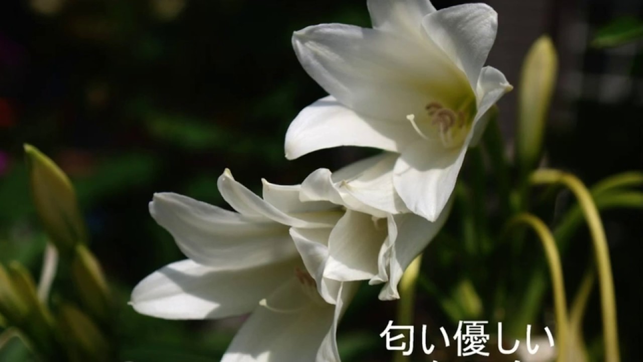 北上夜曲(昭和16年）鮫島有美子　Cover