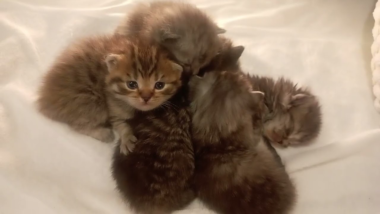 6 Kittens loving each other #cute #kkittens