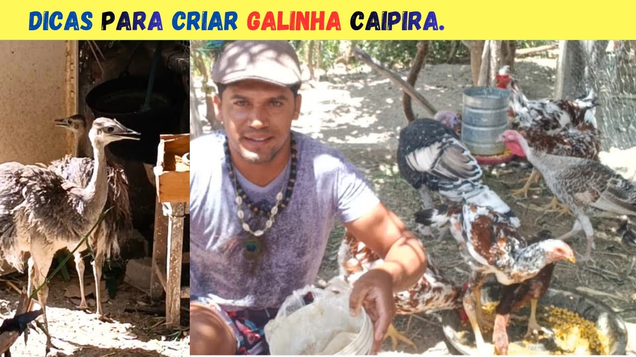 Como Criar  GALINHA CAIPIRA X Peru Galo Indio Gigante e GALINHA BALÃO.