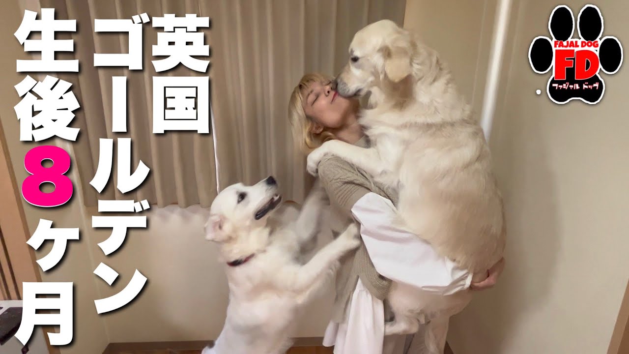 こんなに体重増えて大丈夫！？英国ゴールデンレトリバー子犬