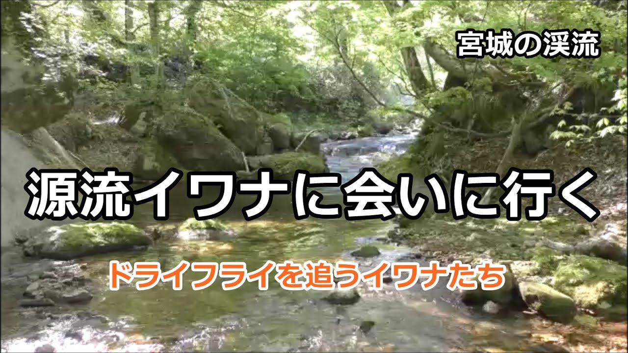源流イワナに会いに行く / 宮城の渓流 / みちのく釣りの旅  ﾌﾗｲﾌｨｯｼﾝｸﾞ渓流釣り(4K) fly fishing
