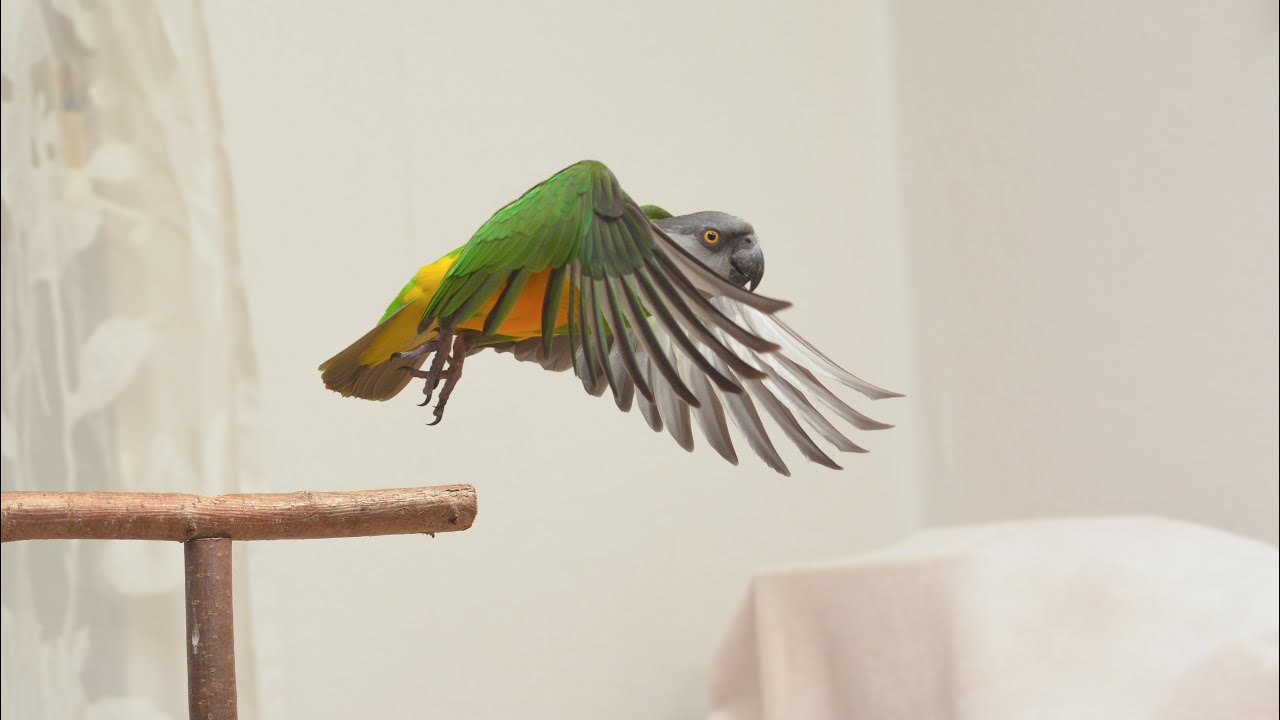 Papageien wollen fliegen
