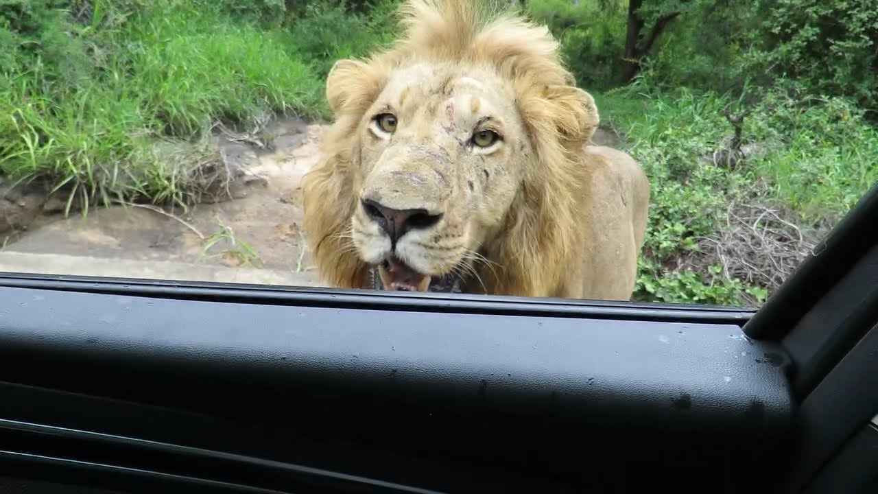 Male Lion came too close to Vehicle Window | Vurhami Males of Kruger | 16 January 2026