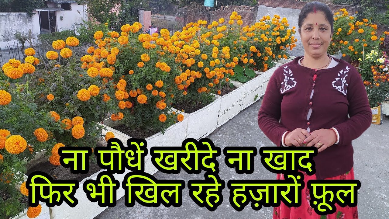 Low budget garden