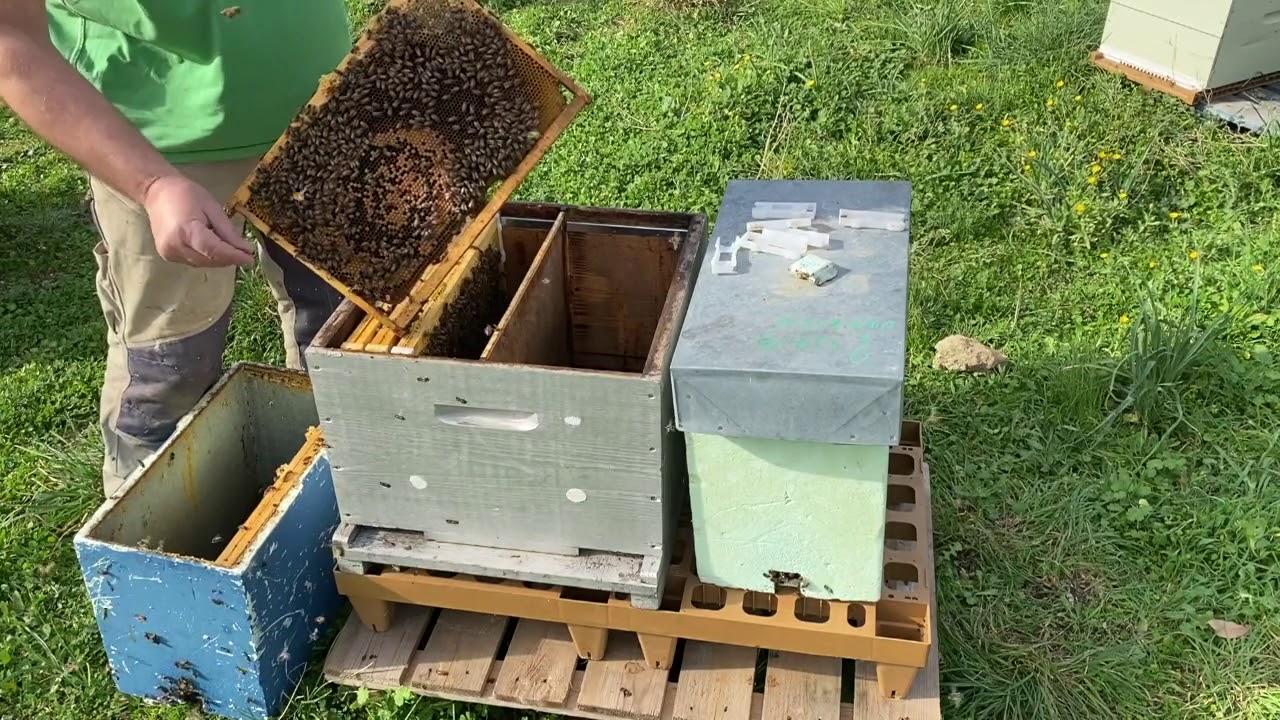 Mise en place d'une Bi-ruche ou ruche &agrave; 2 reines